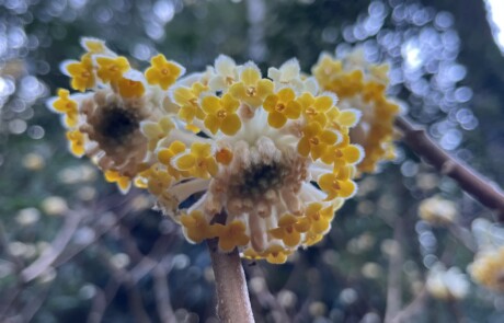 Paperbush
