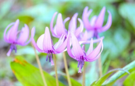 dogtooth violet