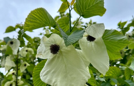 dovetree1