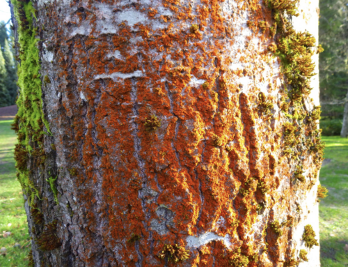 Blood Rain, Orange Fuzz, and Carrots