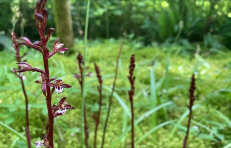 Spotten coralroot