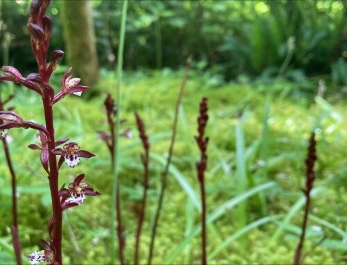 June Plant of the Month