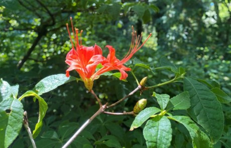 Plumleaf azalea