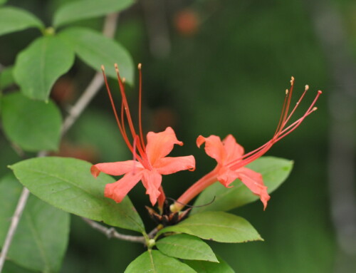 July Plant of the Month