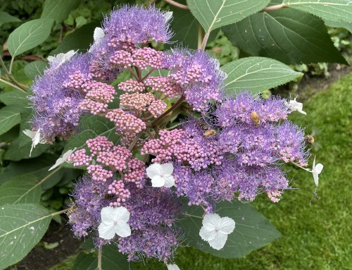 August Plant of the Month