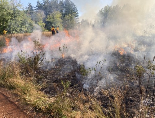 Why We Burn the Pollinator Meadow