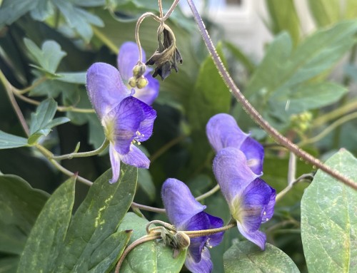 September Plant of the Month