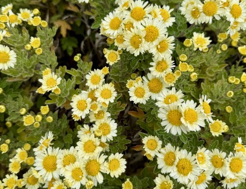 November Plant of the Month